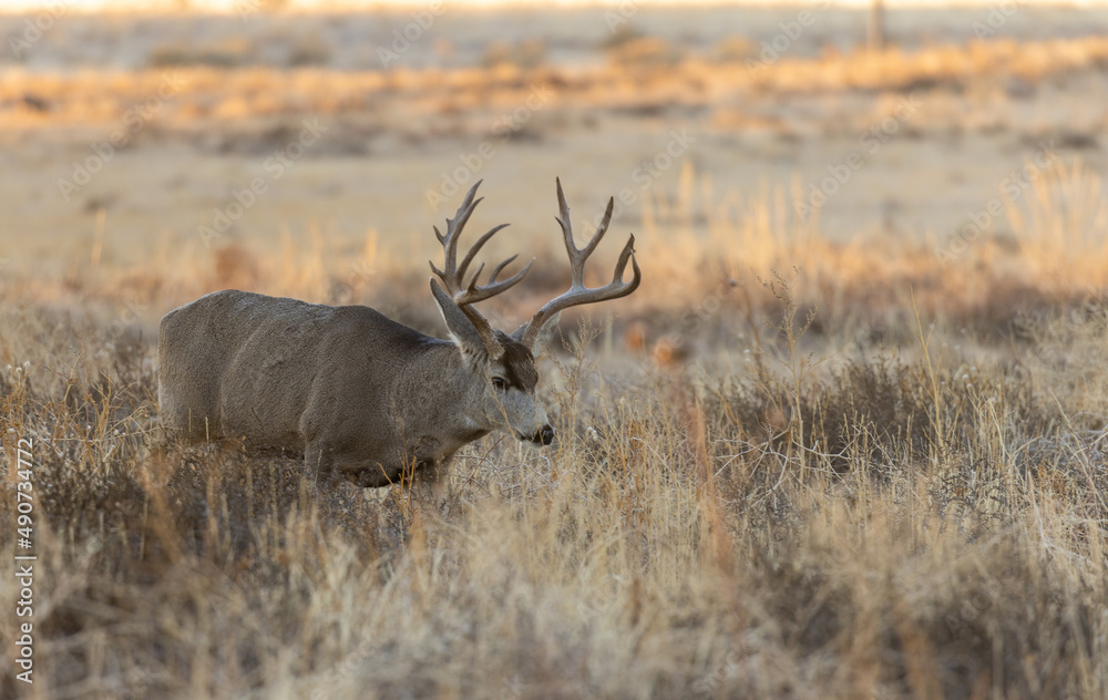 Fototapeta premium Buck Mule Deer in Fall in Colorado