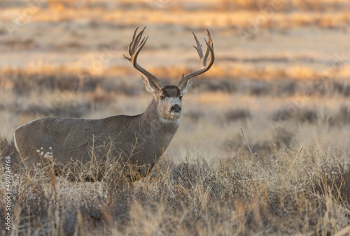 Buck Mule Deer in Fall in Colorado © natureguy