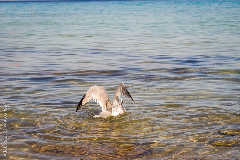 Fototapeta premium Portrait einer Mantelmöwe. Eine Möwe an der Ostsee. 