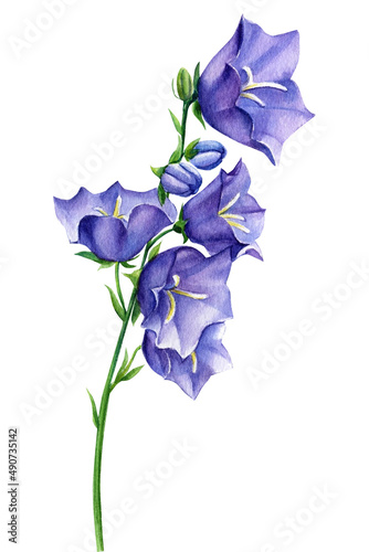 Bluebells flower. Watercolor floral illustration isolated on white background.