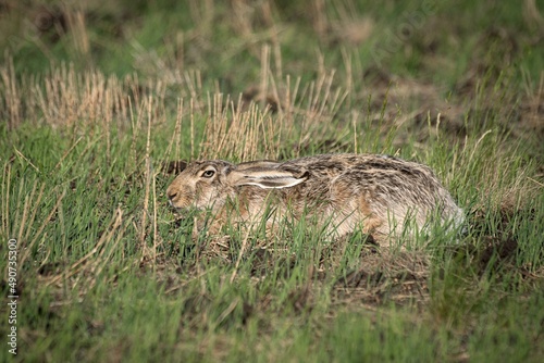 a hare in the grass