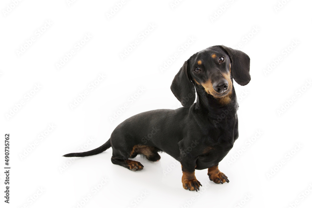 Portrait male dachshund puppy dog looking side. Isolated on white background