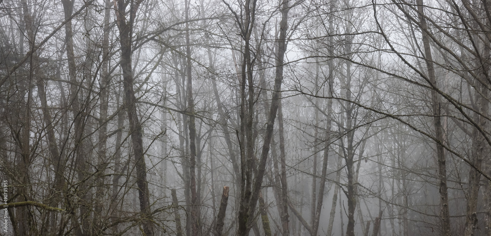 Canadian rain forest with green trees. Early morning fog in winter season. Tynehead Park in Surrey, Vancouver, British Columbia, Canada. Nature Background Canadian rain forest with green trees. Early morning fog in winter season. Tynehead Park in Surrey, Vancouver, British Columbia, Canada. Nature Background