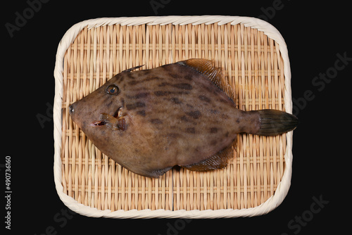 カワハギ