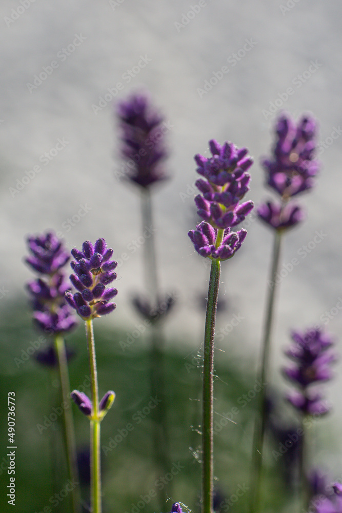Obraz premium Close-up of buds and stems of blue lavender