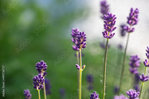 Close-up of buds and stems of blue lavender