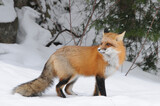 Red Fox stock photos. Fox Image. Picture. Portrait. close-up profile view in the winter season in its environment and habitat with fir tree and snow background displaying bushy fox tail, fur.
