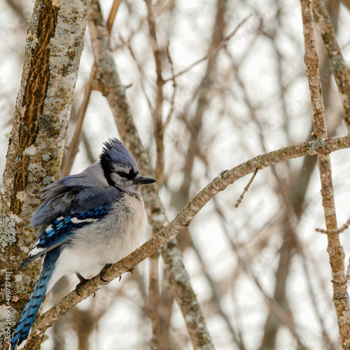Fluffed up Blue Jay on a tree in winter © Anne