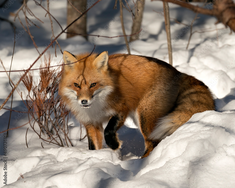Fototapeta premium Red Fox Stock Photos. Red fox close-up, foraging in the winter season in its environment and habitat with blur snow background displaying bushy fox tail, fur. Image. Picture. Portrait.