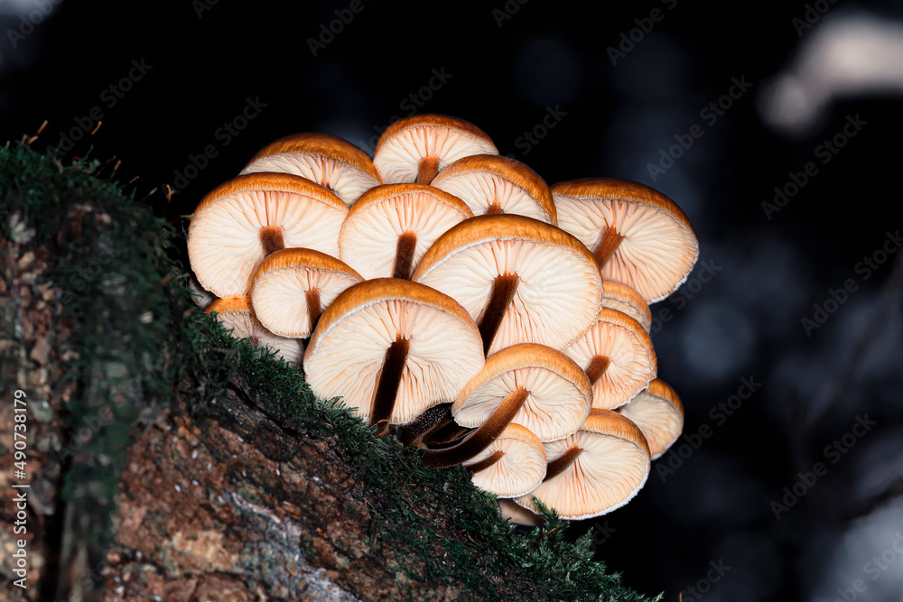Armillaria mellea or honey fungus growing on a tree trunk in the forest among moss, bottom view, macro