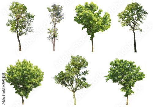 green tree side view isolated on white background for landscape and architecture layout drawing  elements for environment and garden  tree elevation