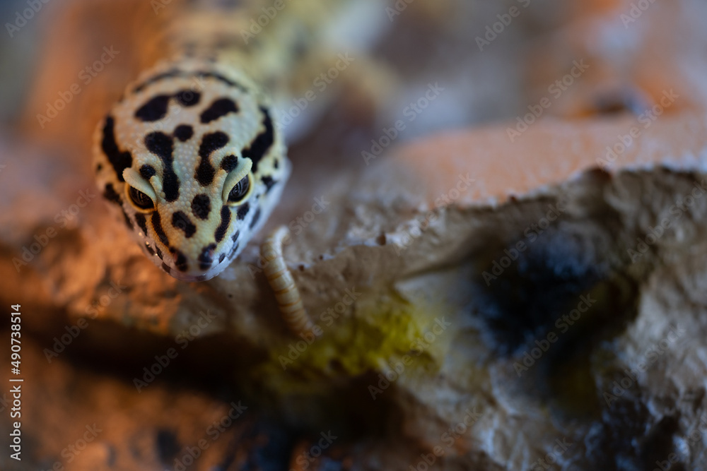 Leopard gecko lizard, close up macro. Cute Leopard gecko portrait (Eublepharis macularius). Leopard gecko on the rock. Leopard gecko lizard, close up macro. Cute Leopard gecko portrait (Eublepharis macularius). Leopard gecko on the rock.