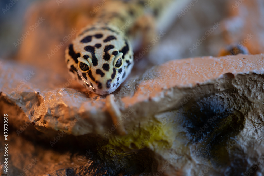 Leopard gecko lizard, close up macro. Cute Leopard gecko portrait (Eublepharis macularius). Leopard gecko on the rock.