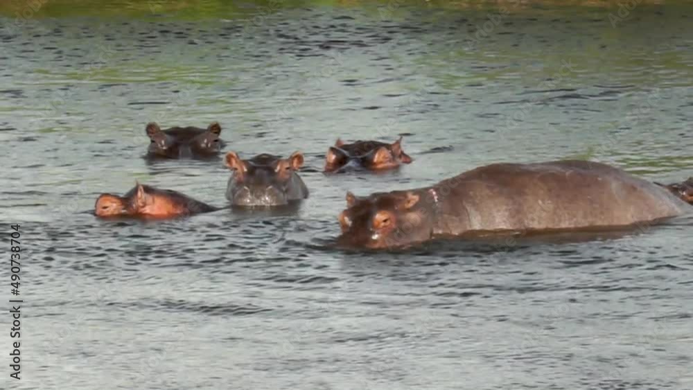 Family of hippos relaxed in African river with heads out of water Family of hippos relaxed in African river with heads out of water