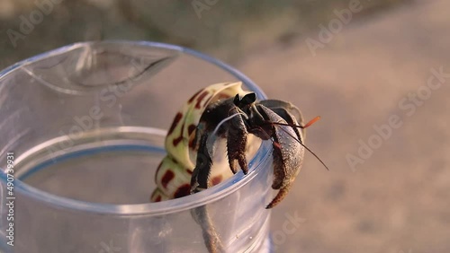 A land hermit crab or Coenobita cavipes struggling to climb out of a discarded glass jar it was trapped in photo