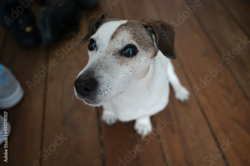 Jack Russell Terrier © lunaundmo
