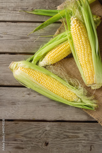Ripe yellow corn on sackcloth. Wooden background