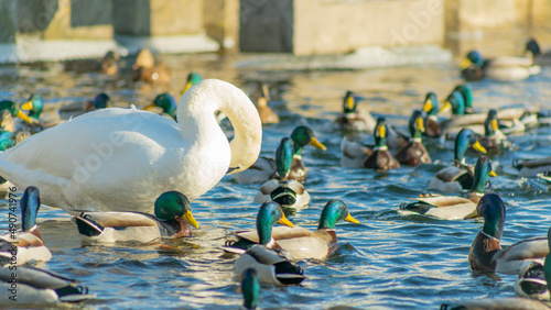 Foto Large amounts of wintering ducks and swans in city