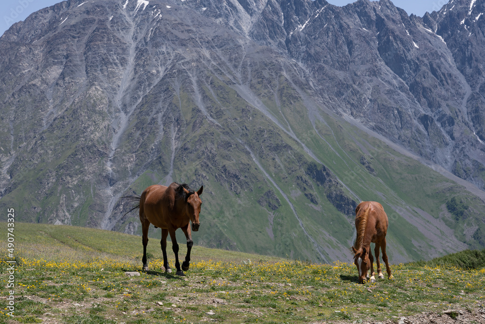 Fototapeta premium beautiful horses with shiny hair, both on the mountain and eating green grass, behind it is a beautiful Georgian mountain landscape with a blue sky