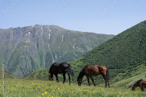 beautiful horses with shiny hair, both on the mountain and eating green grass, behind it is a beautiful Georgian mountain landscape with a blue sky