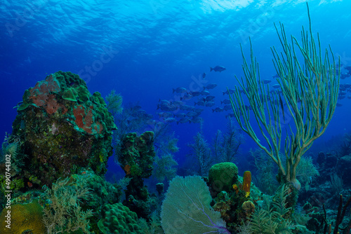 A scene from a healthy section of tropical coral reef. Sponge, sea fans and hard coral make up the structure that reef fish are swimming through. Blue water background