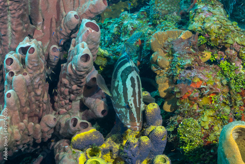 A nassau grouper has nestled itself into a section of reef on Bloody Bay Wall in Little Cayman. The big fish blends in among the sponge and coral that make up his habitat