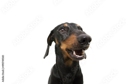 Portrait funny dachshund puppy dog smiling. Isolated on white background