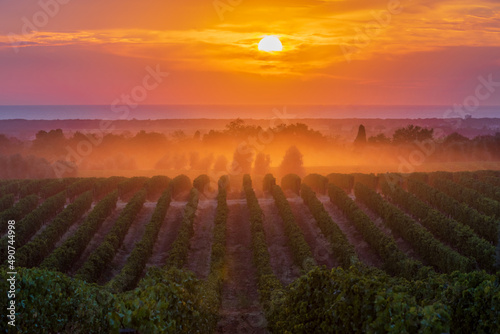 a sunset over a Sassicaia vineyard in Bolgheri (Tuscany) photo