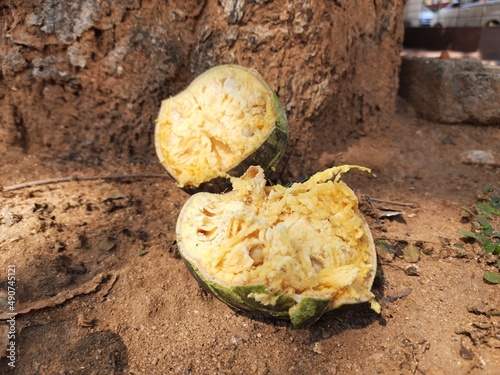 Ripe Bael fruit. Aegle marmelos commonly known as Bael. Its other is sname Bengal quince, golden apple, Japanese bitter orange, stone apple or wood apple. It is a fruit with medicinal properties.
 photo