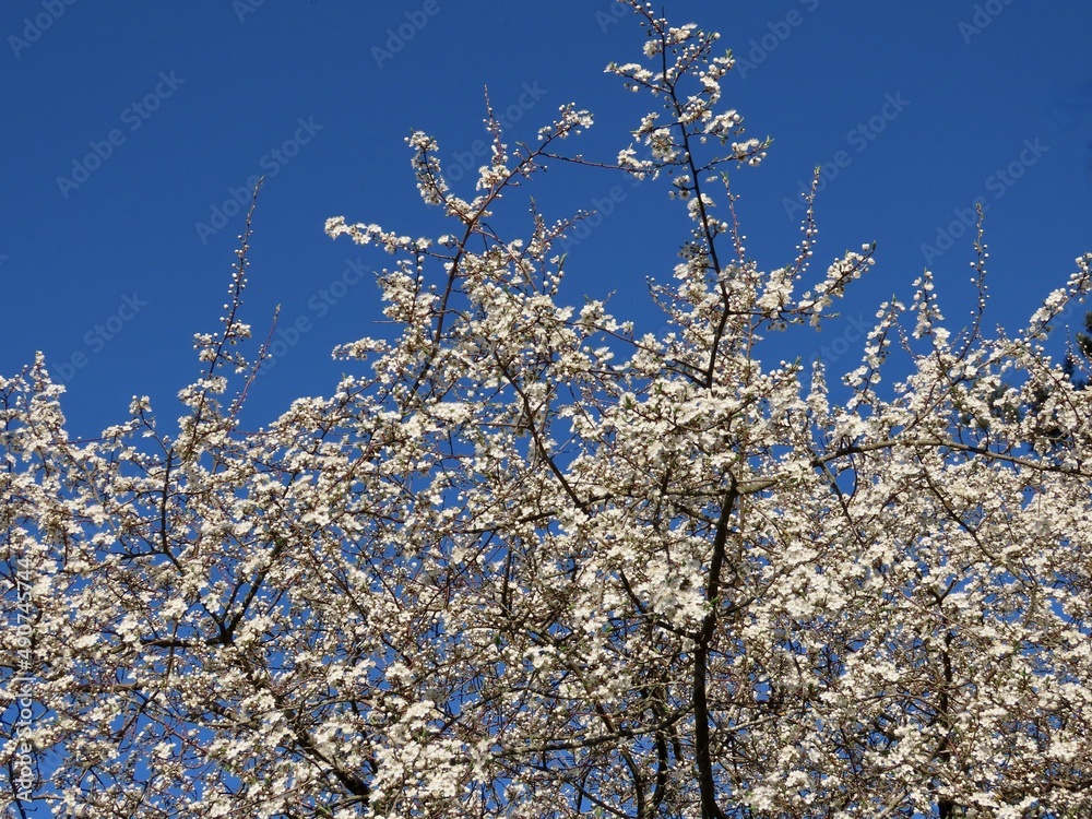 Wild white plum blossoms in a forest on a sunny spring day. Species Prunus cerasifera aka cherry plum or myrobalan plum