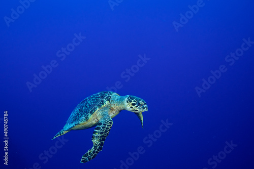 A hawksbill turtle has been snapped while swimming off the reef and upwards against the background of the tropical blue water and is heading towards the surface in order to catch a breath of air