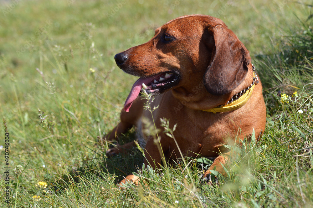 Happy dachshund lying in the grass