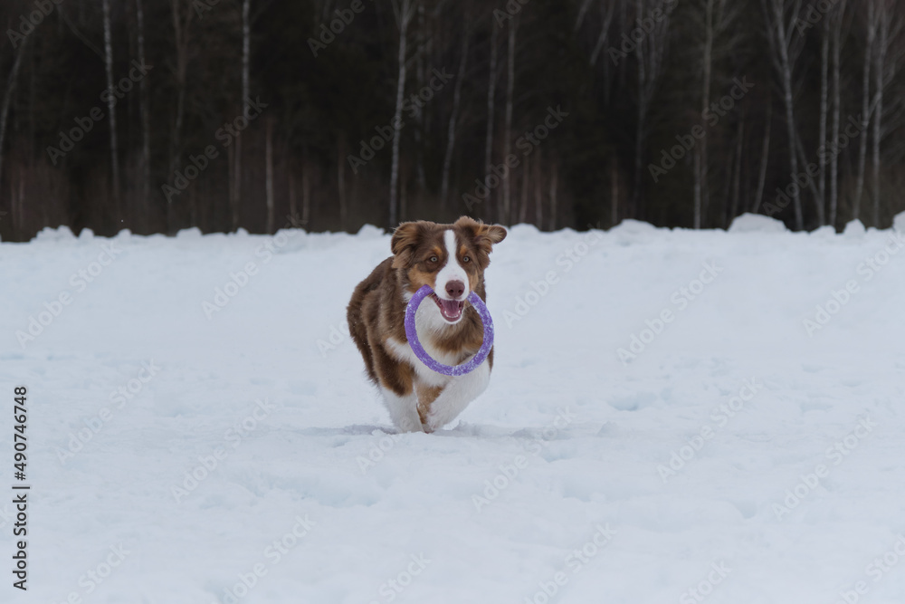 Aussie quickly runs forward with blue toy ring in teeth and ears raised up. Funny young thoroughbred shaggy dog. Australian Shepherd puppy red tricolor on walk in snowy winter park.