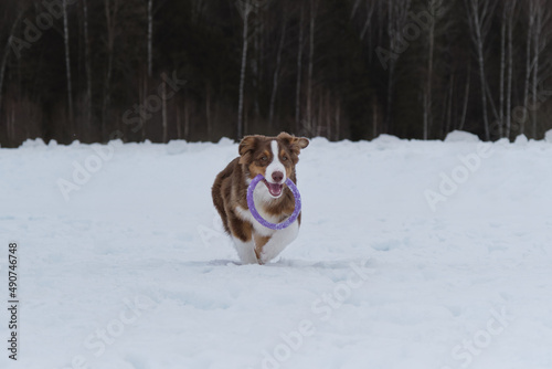 Fototapeta Naklejka Na Ścianę i Meble -  Aussie quickly runs forward with blue toy ring in teeth and ears raised up. Funny young thoroughbred shaggy dog. Australian Shepherd puppy red tricolor on walk in snowy winter park.