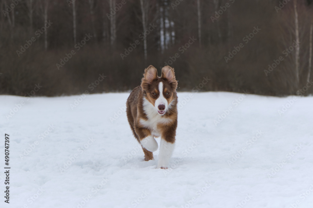 Aussie quickly runs forward and ears went up. Funny young thoroughbred shaggy dog. Australian Shepherd puppy red tricolor on walk in snowy winter park.