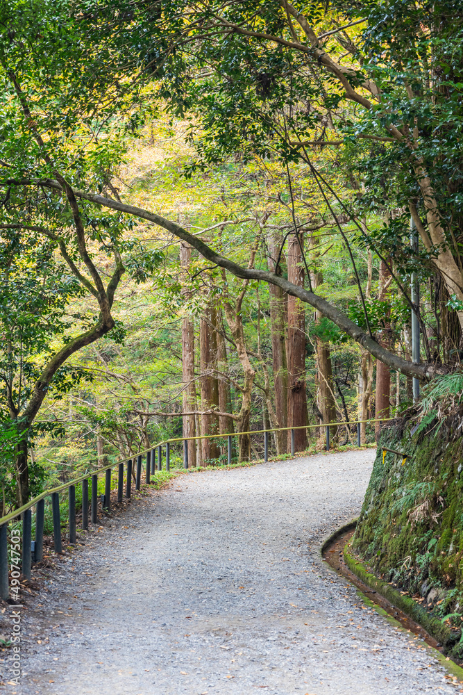 A curved walking trail through a forest in the fall with hints of colors in the trees.