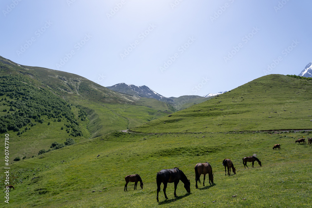Fototapeta premium beautiful horses with shiny hair, both on the mountain and eating green grass, behind it is a beautiful Georgian mountain landscape with a blue sky