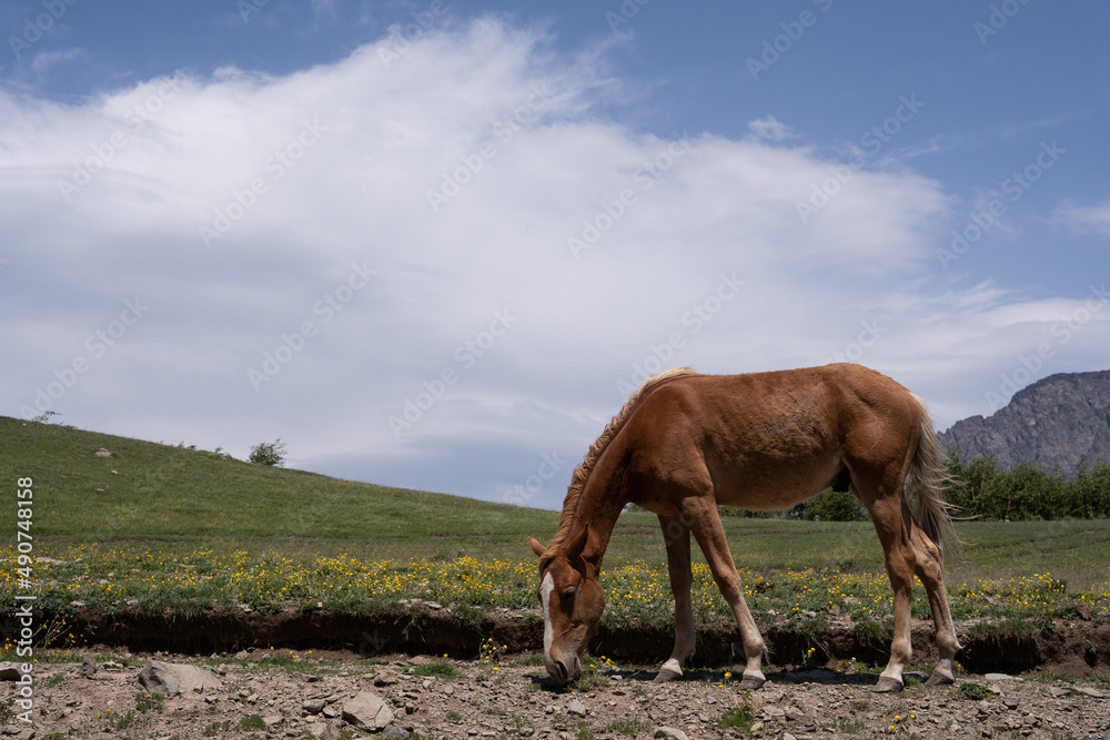 Obraz premium a beautiful noble horse with a great stature stands on a hill and eats green grass, behind it is a beautiful Georgian mountain landscape above which a blue sky opens