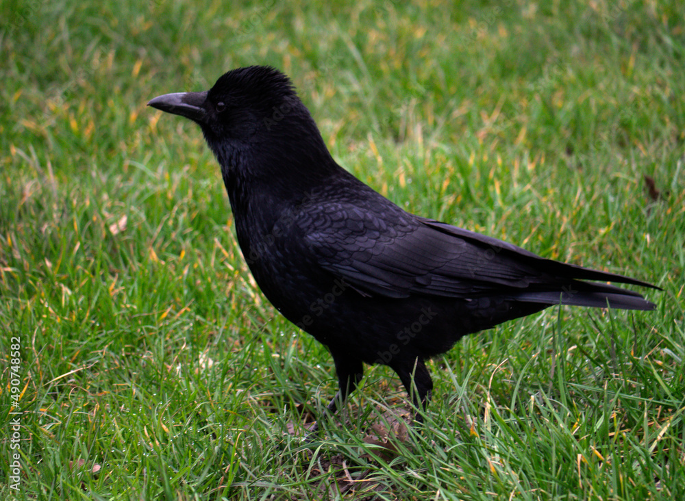 Obraz premium Carrion Crow