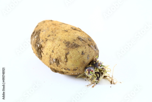 Moldy, stale potato on a white background.