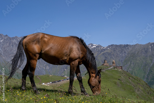 a beautiful noble horse with a great stature stands on a hill and eats green grass, behind it is a beautiful Georgian mountain landscape above which a blue sky opens © Rolands