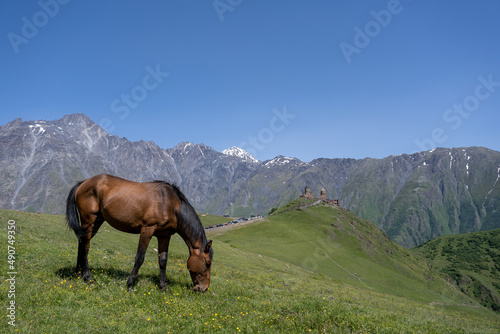 a beautiful noble horse with a great stature stands on a hill and eats green grass  behind it is a beautiful Georgian mountain landscape above which a blue sky opens