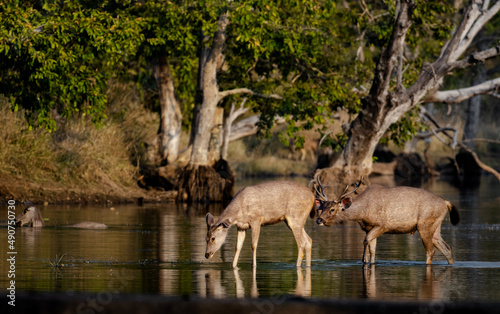 complexities of love.
Sambar stag trying to attaract doe.