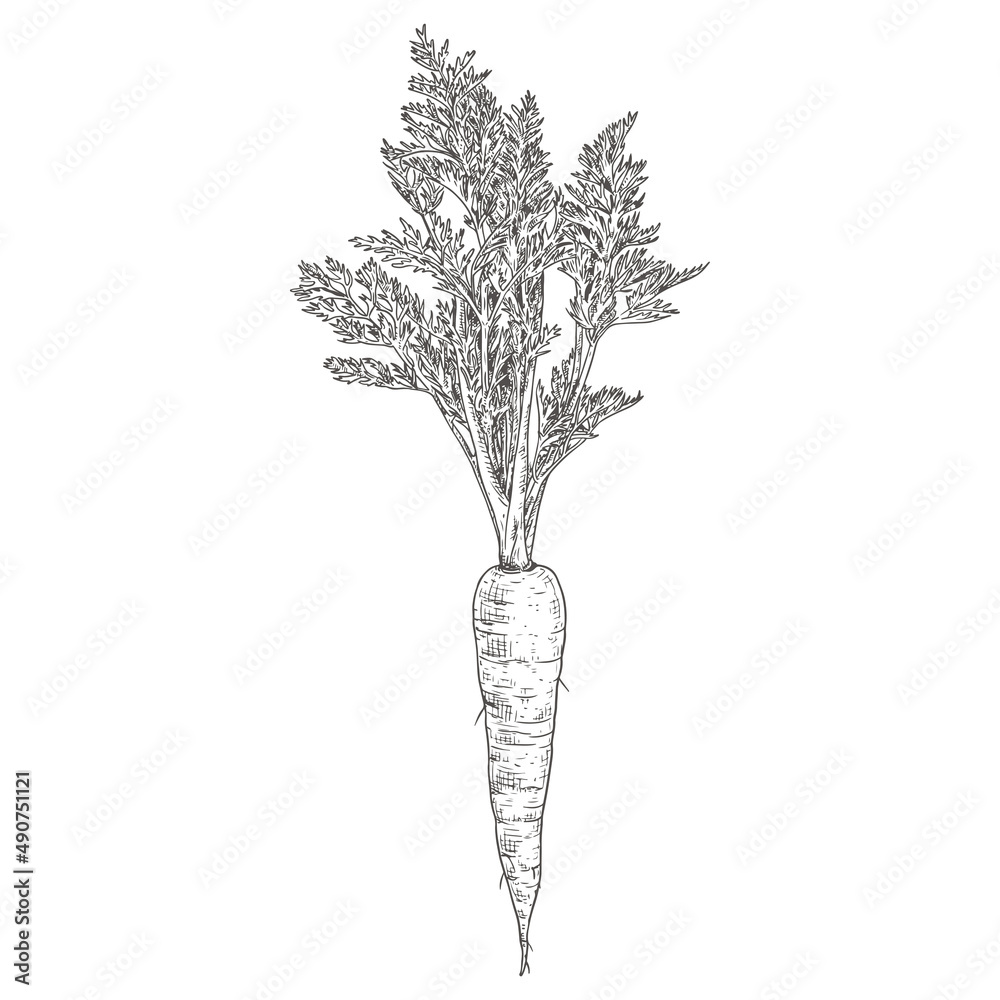 Hand drawn carrots with leaves. Vector illustration isolated on white background. Hand drawn carrots with leaves. Vector illustration isolated on white background.