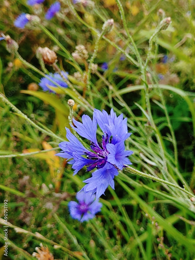 Obraz premium Chaber