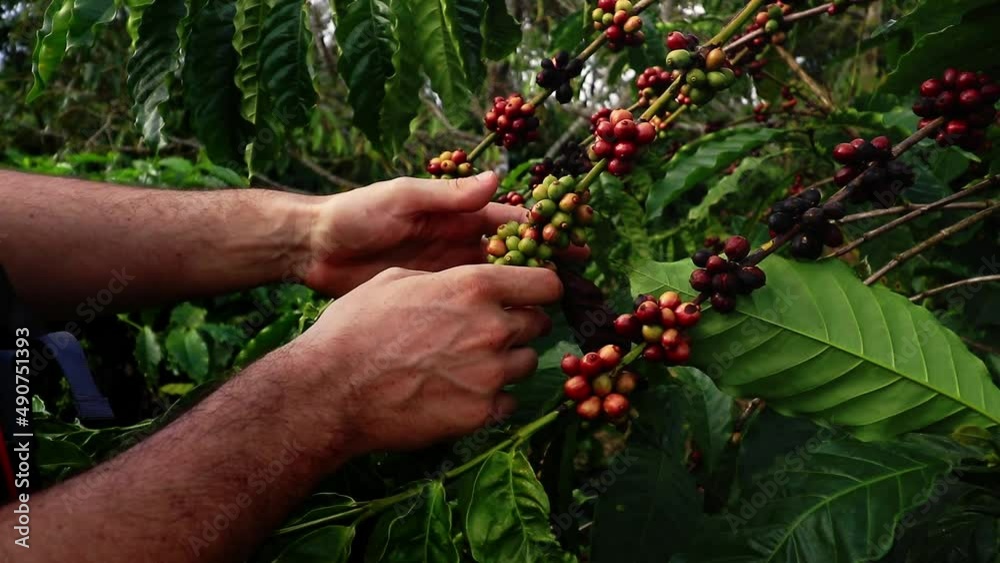 Slow motion of farmer examining the ripe coffee berry in an organic coffee farm Slow motion of farmer examining the ripe coffee berry in an organic coffee farm