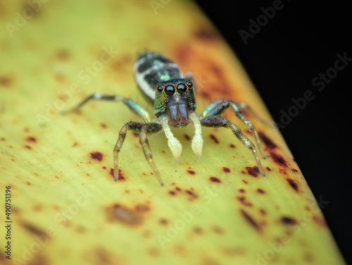 closeup of jumping spider on the leaf