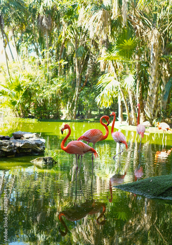 Una familia de flamencos rosas disfrutando de un estanque natural
 photo
