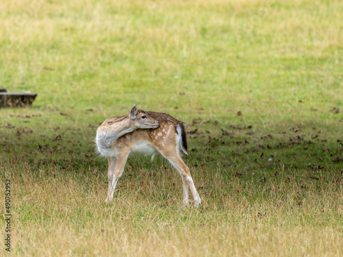 Fototapeta Naklejka Na Ścianę i Meble -  Fallow Deer Doe Cleaning whilst Standing in Grass