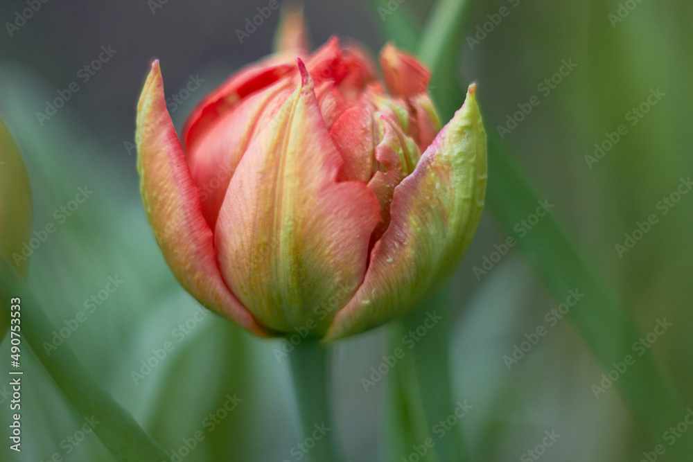 Beautiful colorful tulip at the Tulip Festival. Beauty of nature. Spring, youth, growth concept. Beautiful colorful tulip at the Tulip Festival. Beauty of nature. Spring, youth, growth concept.